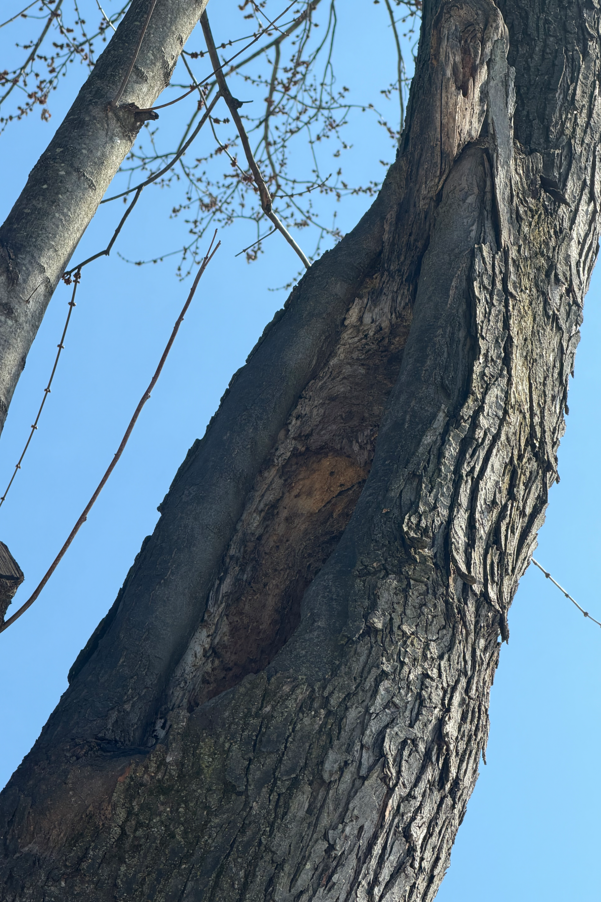 Understanding trees health