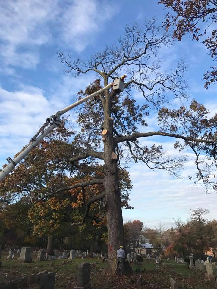 Bucket Truck removing oak tree